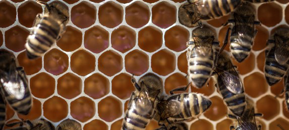 closeup of bees on honeycomb